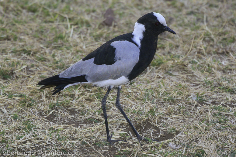 lapwing